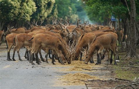 Dafeng Milu National Nature Reserve - A Symphony of Nature and Endangered Grace!