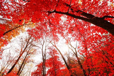 Qiqihar Red Leaves Valley A Colorful Autumn Paradise Filled with Natural Beauty!